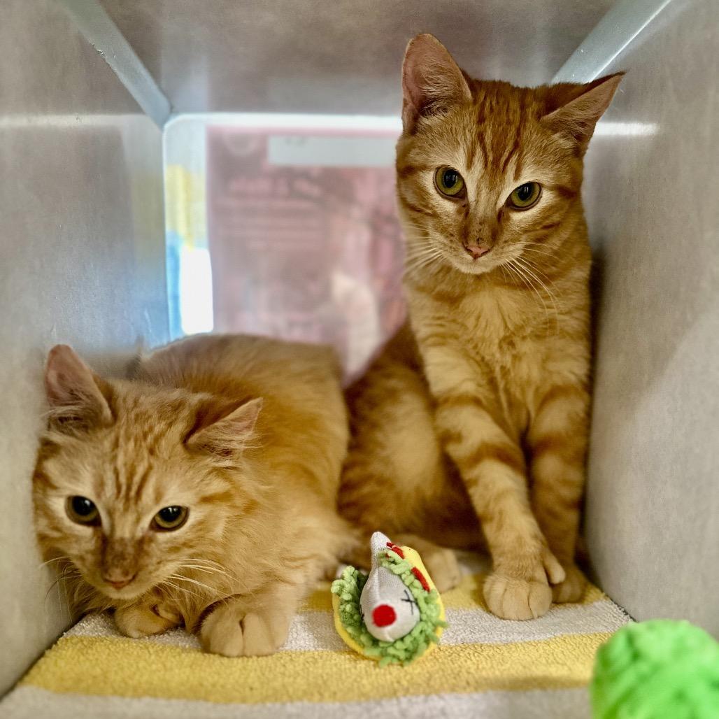 Enlarge Kittens, a Adoptable Domestic Short Hair in Glenwood Springs, CO image 3/6