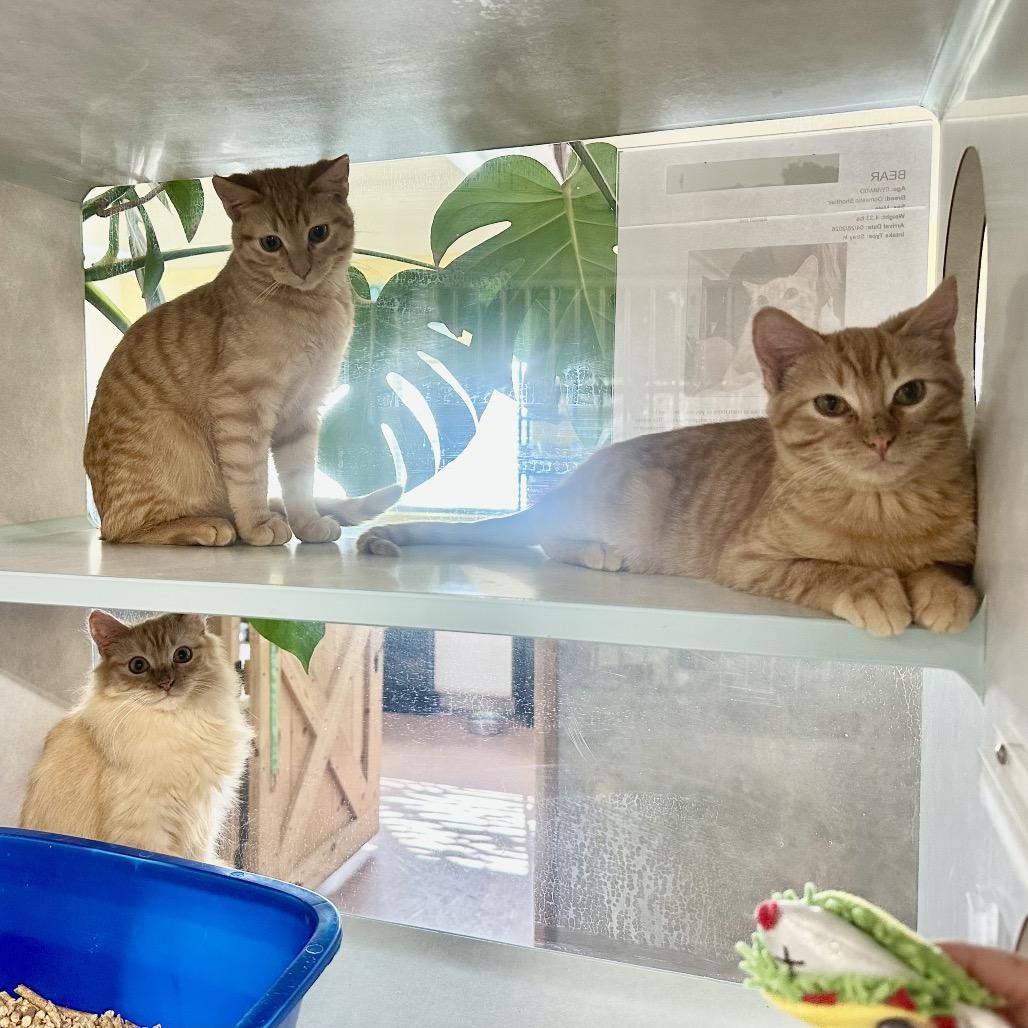 Enlarge Kittens, a Adoptable Domestic Short Hair in Glenwood Springs, CO image 4/6