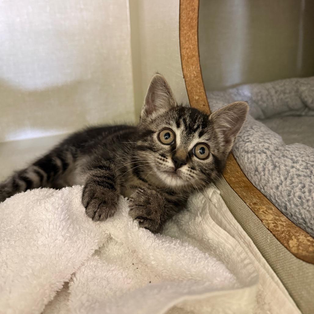 Enlarge Kittens, a Adoptable Domestic Short Hair in Glenwood Springs, CO image 5/6