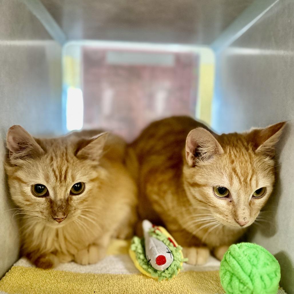 Enlarge Kittens, a Adoptable Domestic Short Hair in Glenwood Springs, CO image 6/6
