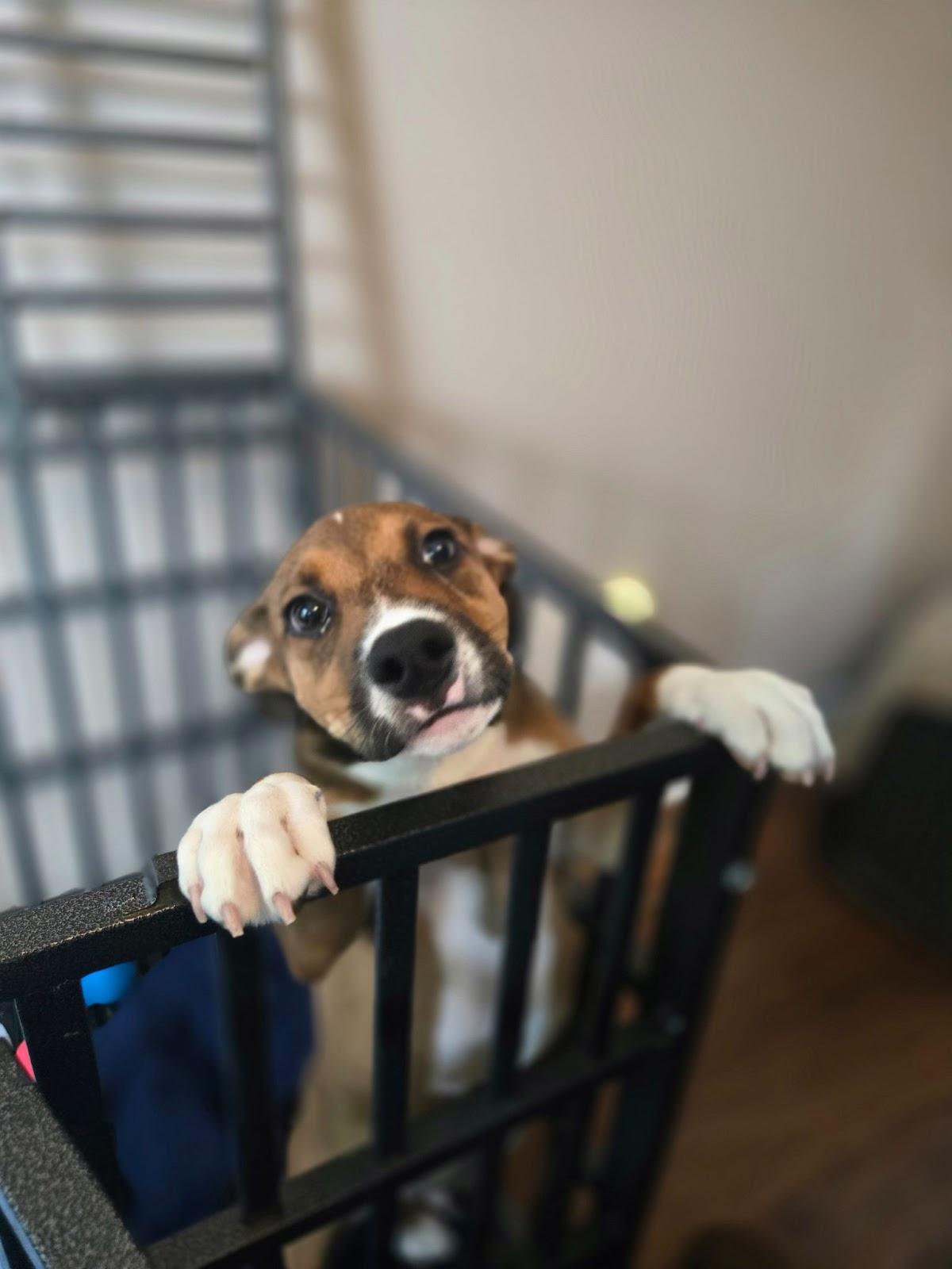 Enlarge Sox, a Adoptable mixed breed in Sweetwater, TN image 1/1