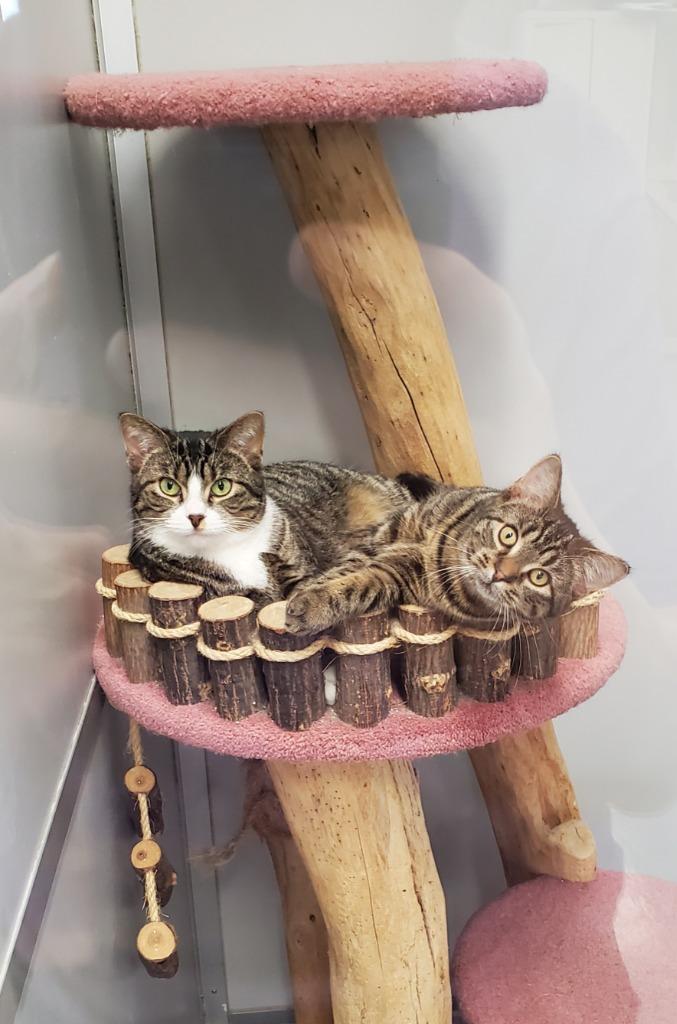 Enlarge Cassia&Masala, a Adoptable mixed breed in Rockford, IL image 2/2