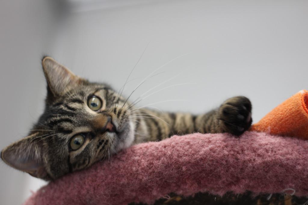 Enlarge Cassia, a Adoptable mixed breed in Rockford, IL image 1/1