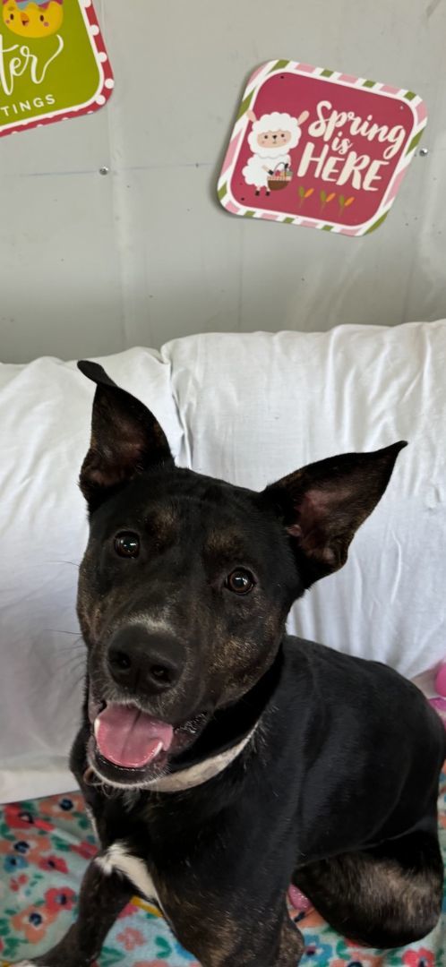 Enlarge Moose, an adoptable mixed breed in Tahlequah, OK image 3/4