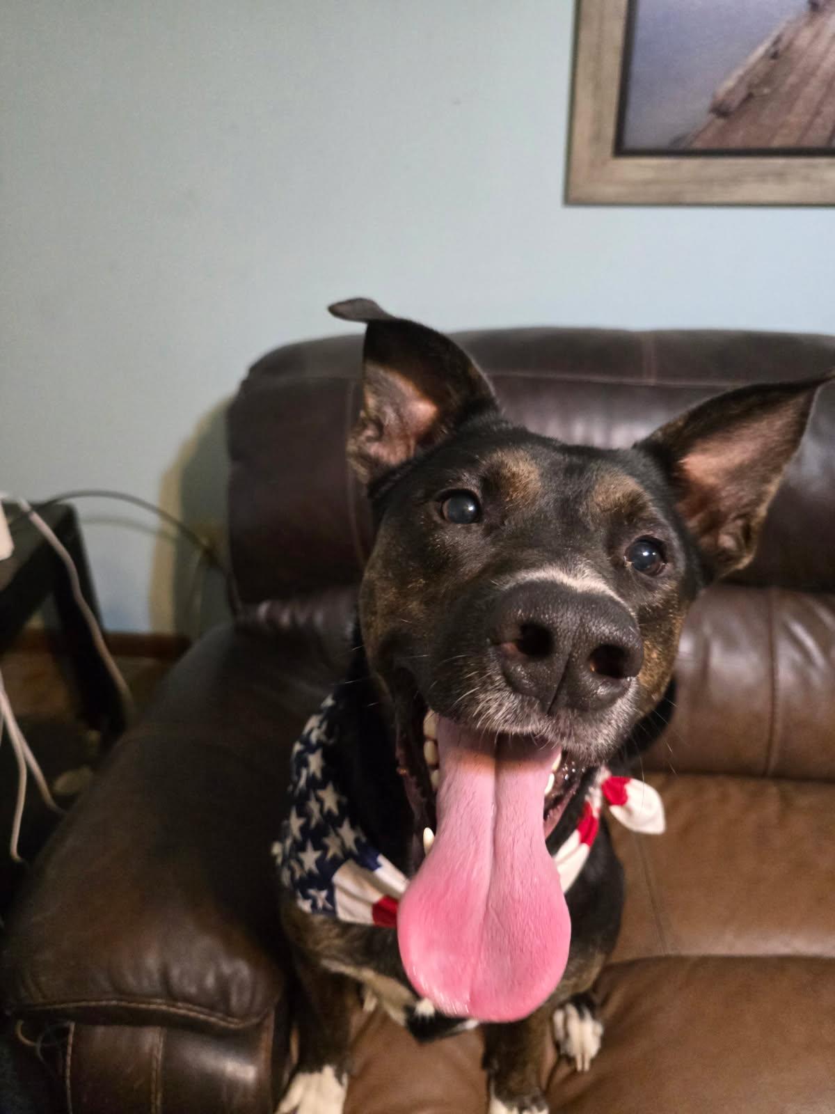 Moose, adoptable, Adult Male Dutch Shepherd.