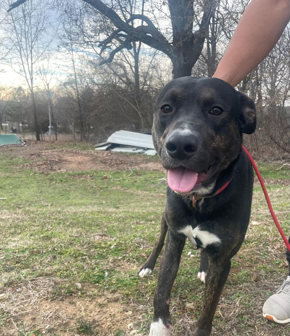 Enlarge Moose, an adoptable mixed breed in Tahlequah, OK image 4/4