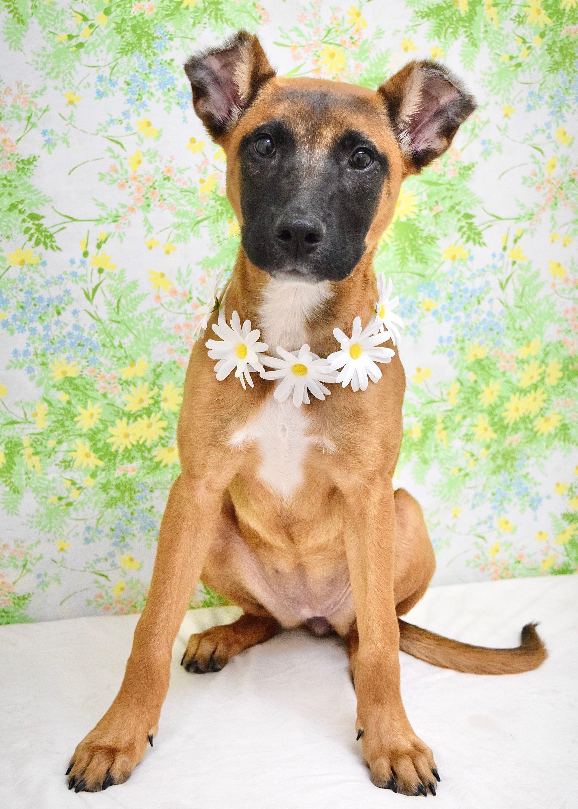 Enlarge Emmy, an adopted mixed breed in Dublin, CA image 2/2