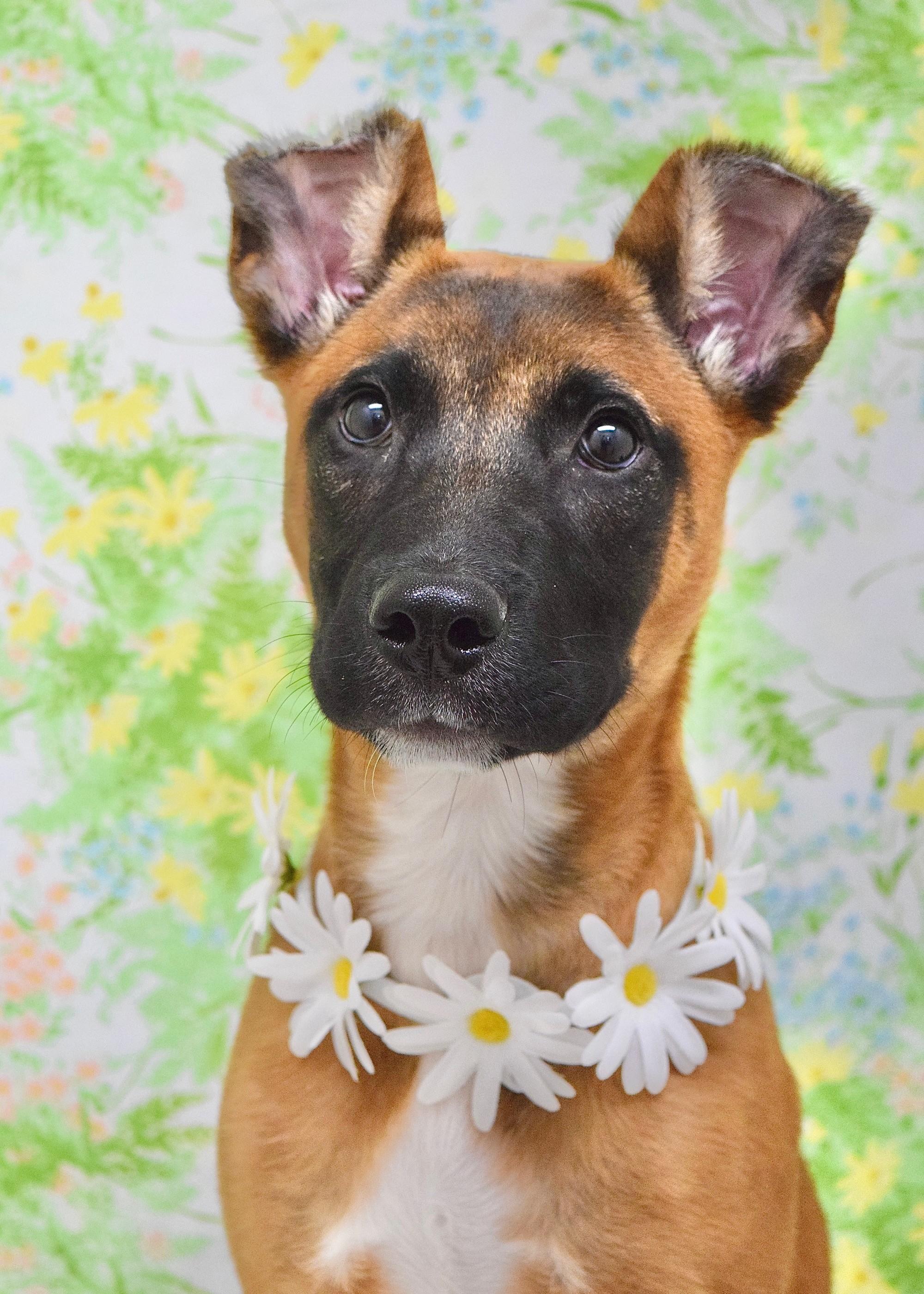 Emmy, adopted, Puppy Female Mixed Breed & Belgian Shepherd / Malinois.