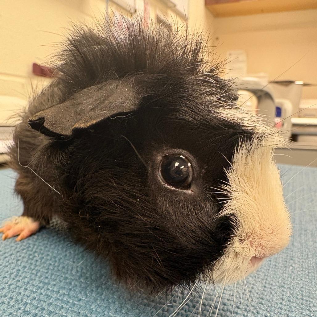 Zest, Adoptable, Baby Male Guinea Pig.