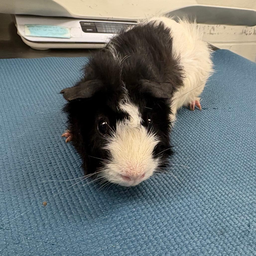 Zest, a Adoptable Guinea Pig in Brockton, MA image 2/3