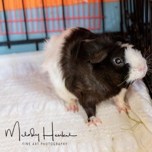 Zest, a Adoptable Guinea Pig in Brockton, MA image 3/3