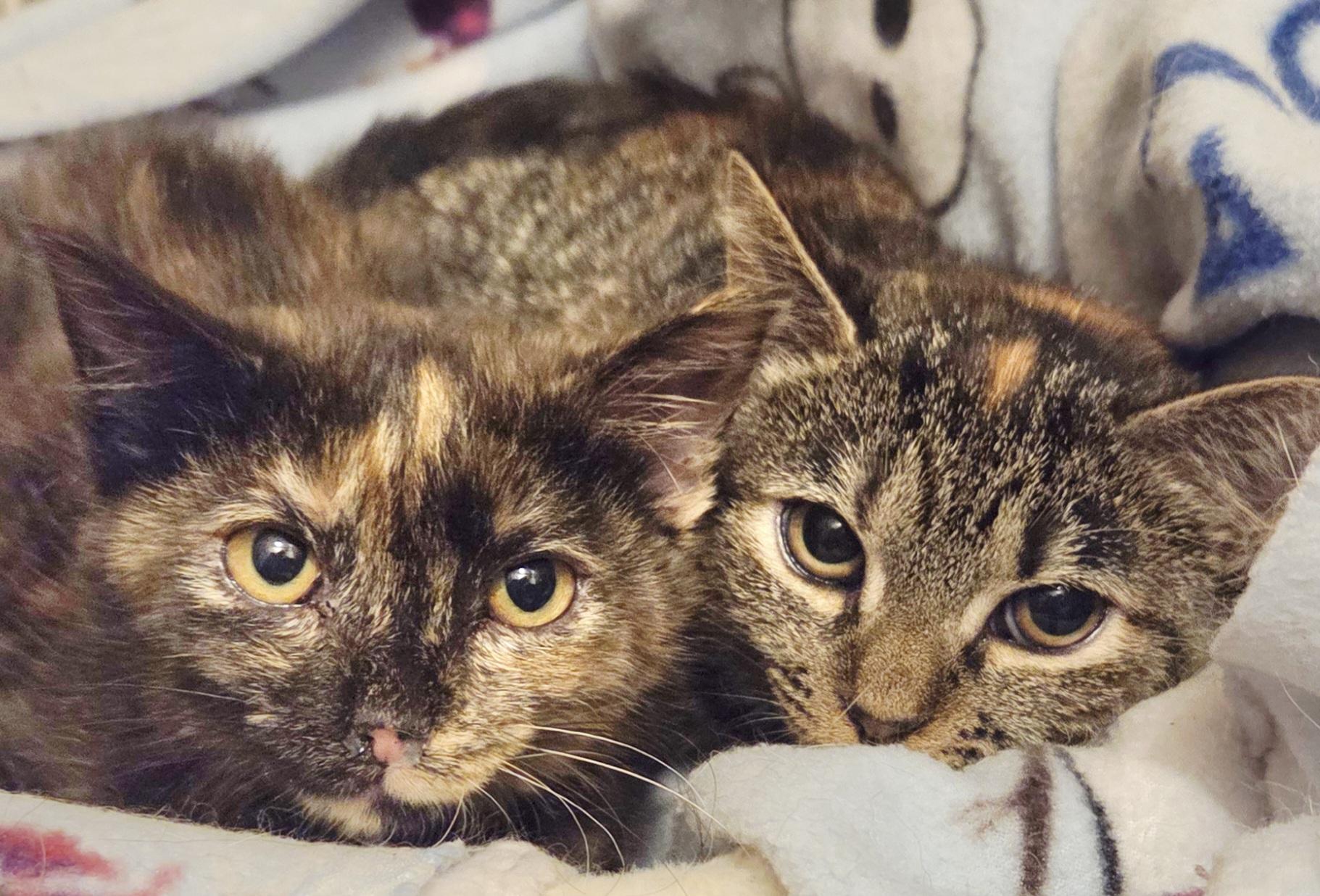 Lainey, Adoptable, Young Female Tortoiseshell & American Shorthair.