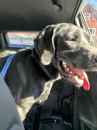 Marlo #3, ADOPTABLE, Young Female Black Labrador Retriever.