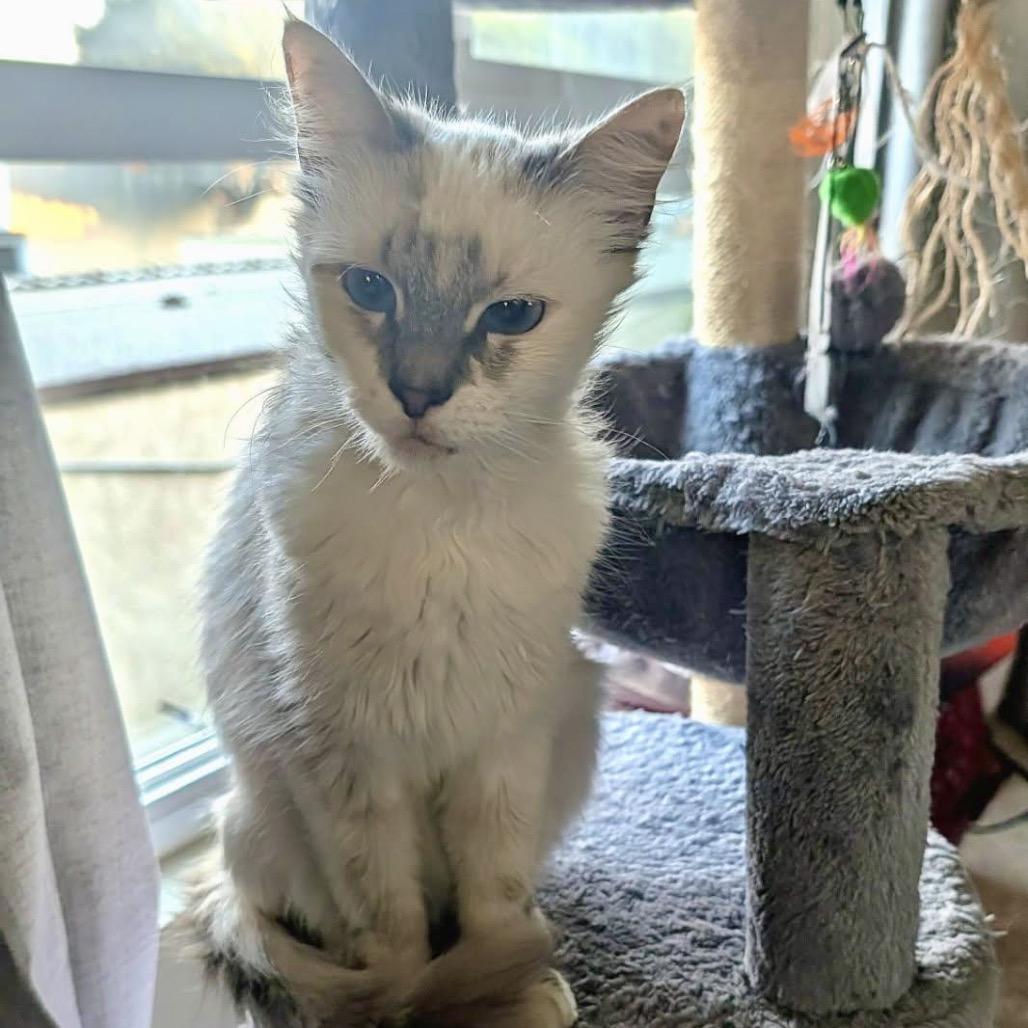 Enlarge Snowy, a Adoptable Domestic Medium Hair in Tustin, CA image 3/5