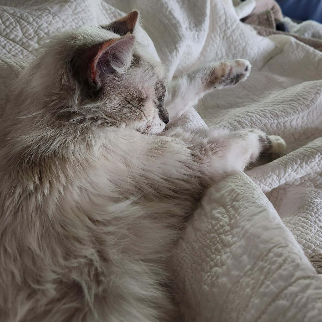 Enlarge Snowy, a Adoptable Domestic Medium Hair in Tustin, CA image 4/5