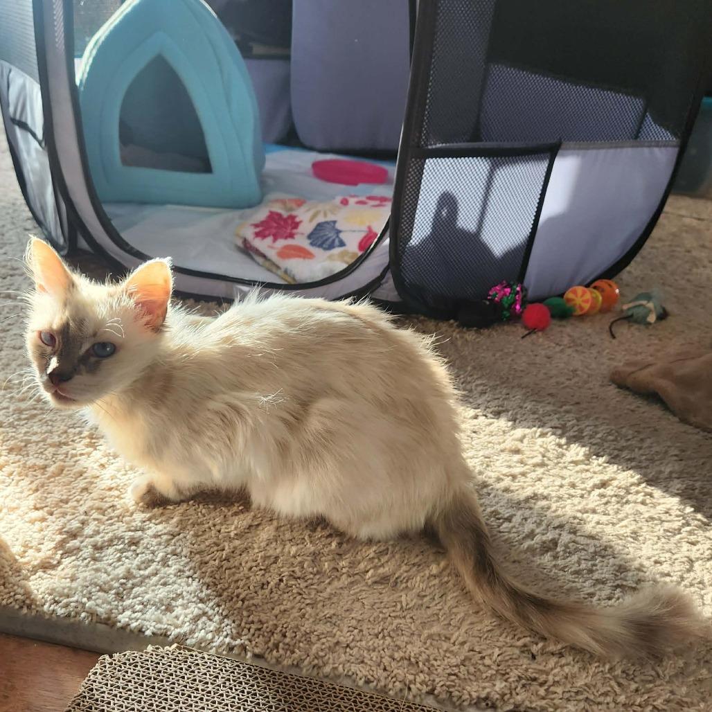 Enlarge Snowy, a Adoptable Domestic Medium Hair in Tustin, CA image 5/5