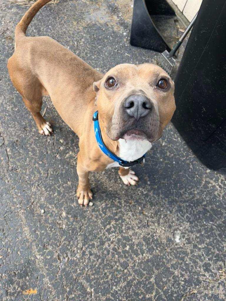 Enlarge Sammy, a Adopted Mixed Breed in Monroe, MI image 1/1