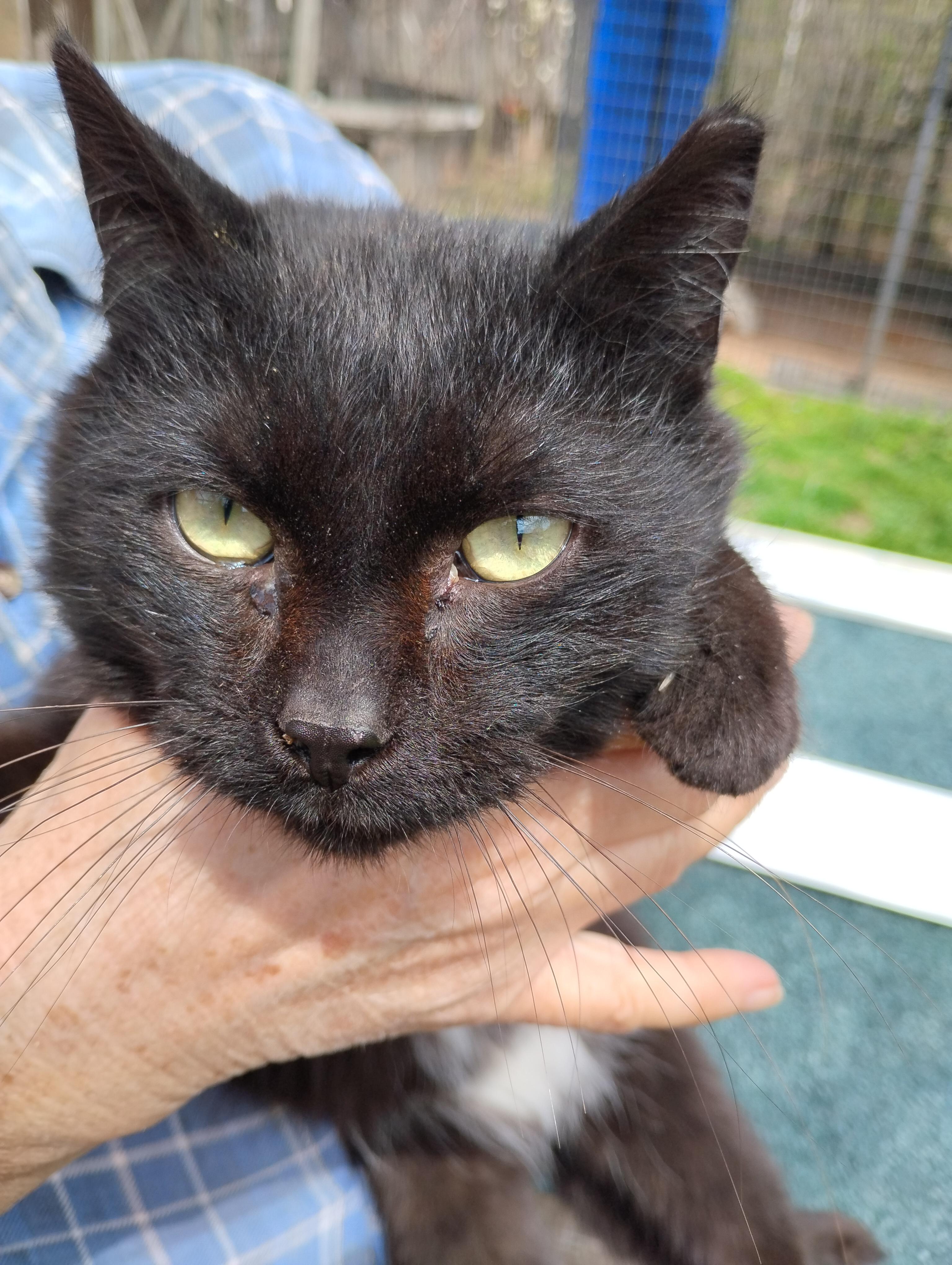 Cage 7 Cat 2, ADOPTABLE, Adult Male Domestic Short Hair.