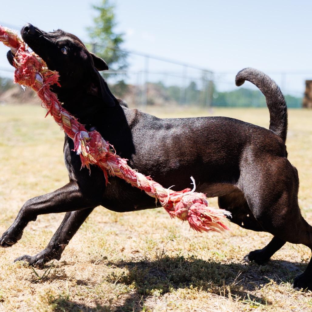 Enlarge Maisey, a Adoptable mixed breed in Valdosta , GA image 1/2