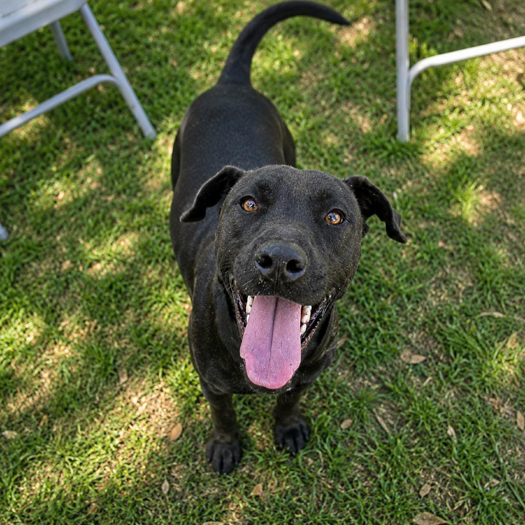 Enlarge Maisey, a Adoptable mixed breed in Valdosta , GA image 2/5