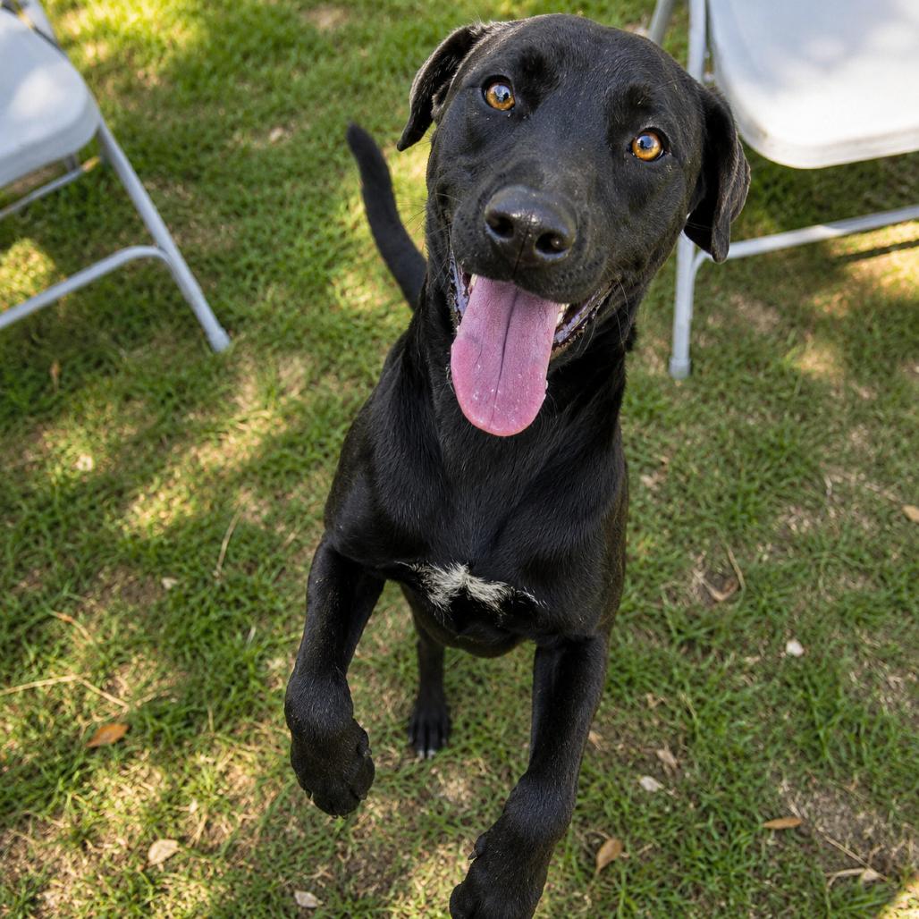 Enlarge Maisey, a Adoptable mixed breed in Valdosta , GA image 3/5