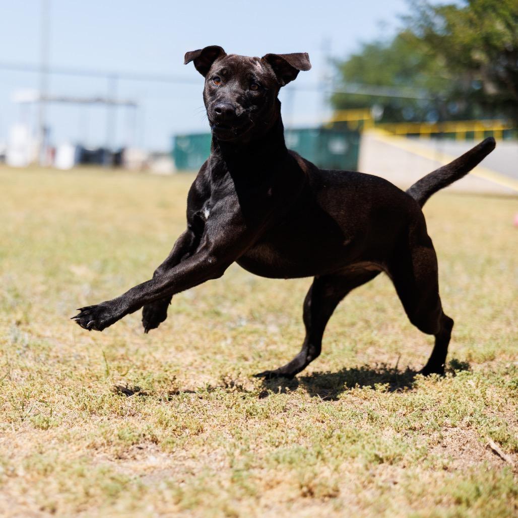 Enlarge Maisey, a Adoptable mixed breed in Valdosta , GA image 2/2