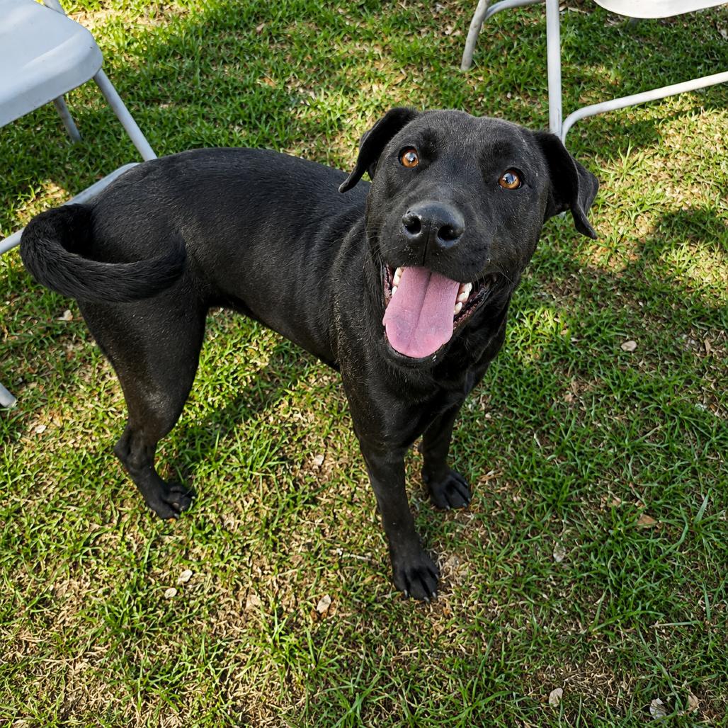 Enlarge Maisey, a Adoptable mixed breed in Valdosta , GA image 5/5