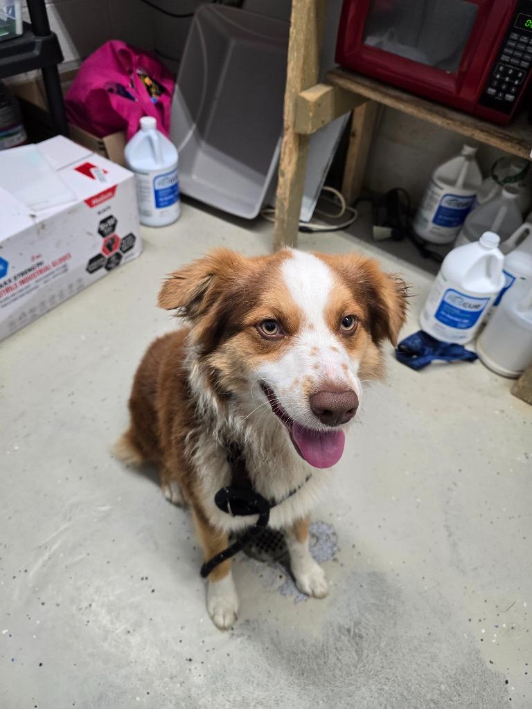 Hank, Adoptable, Adult Male Australian Shepherd.