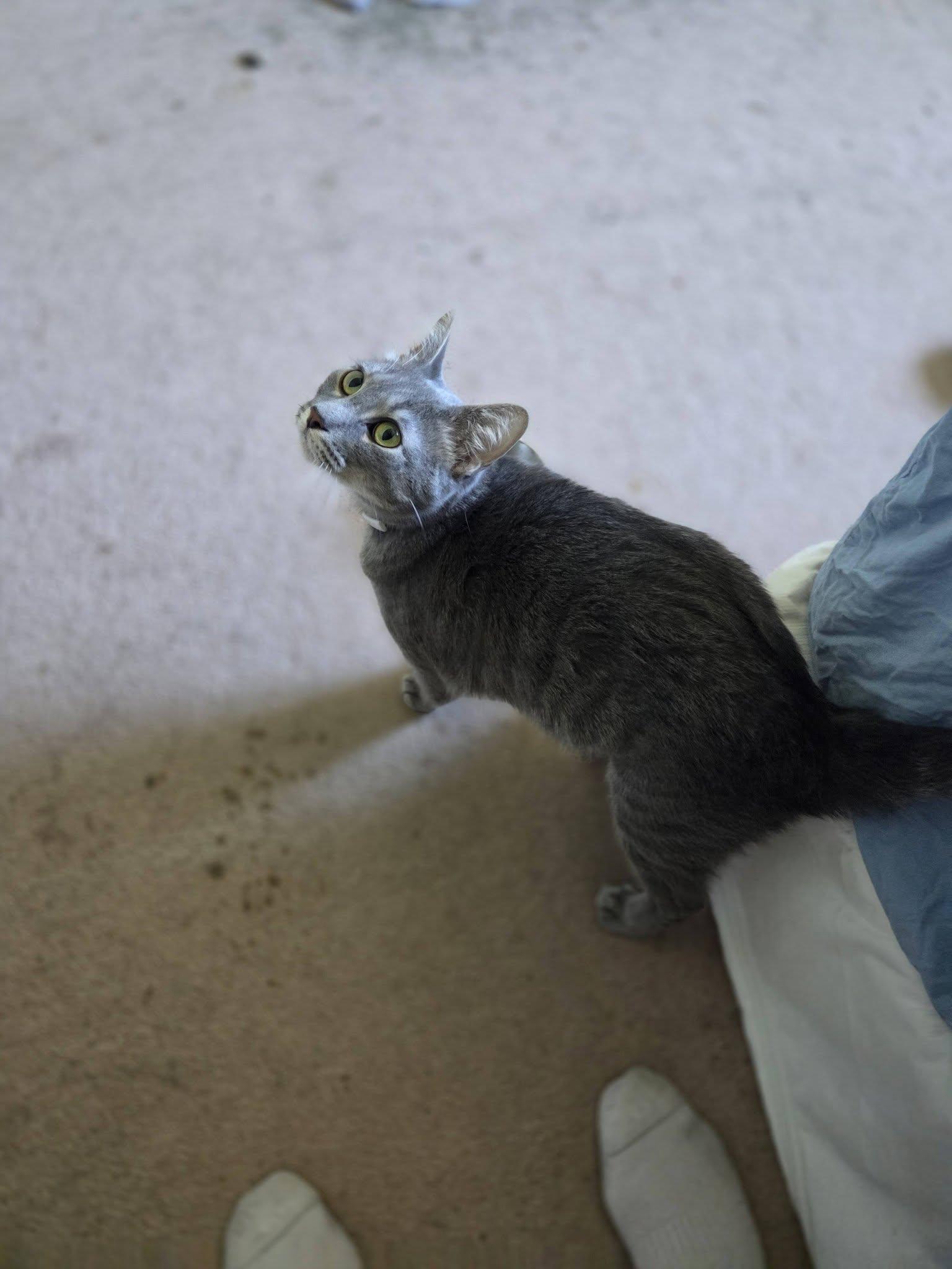 Eddy & Oliver-bonded pair, a ADOPTABLE Domestic Medium Hair in Rochester, NY image 5/5