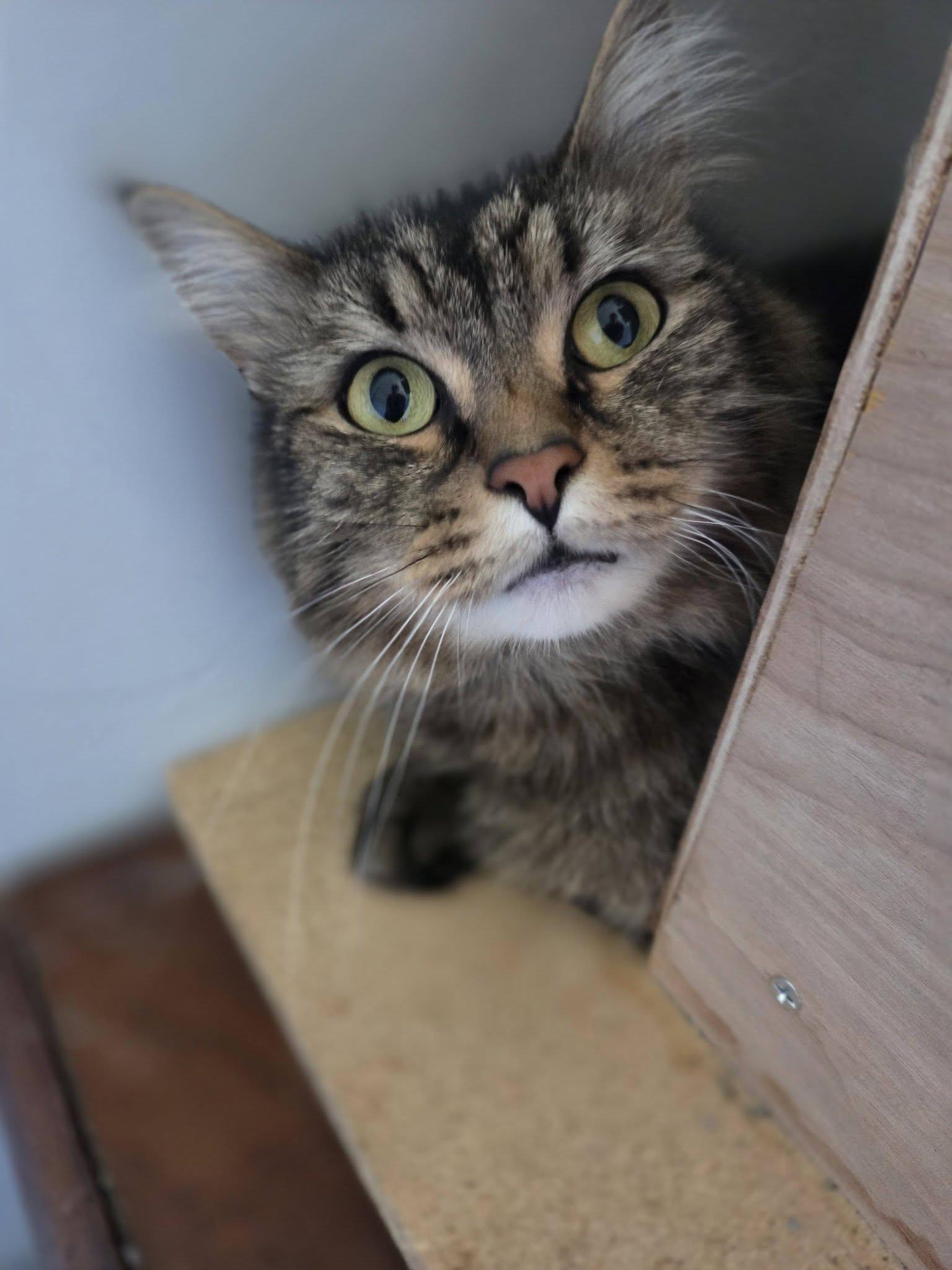 Eddy & Oliver-bonded pair, a ADOPTABLE Domestic Medium Hair in Rochester, NY image 2/5