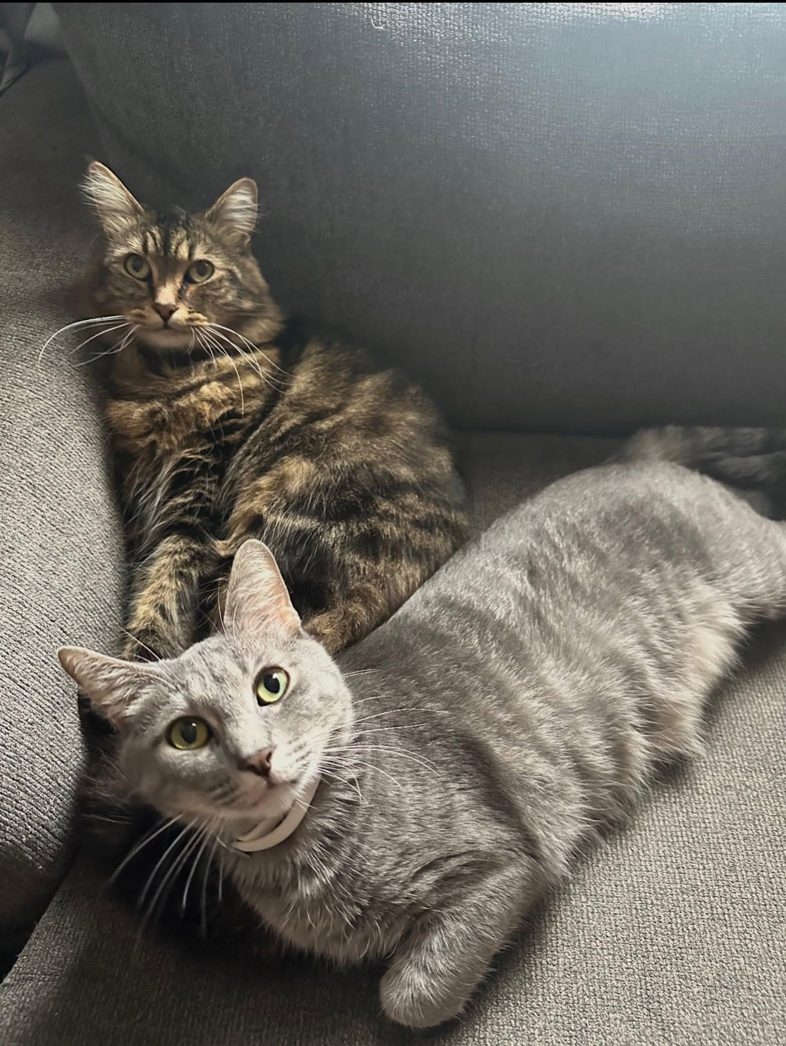 Eddy & Oliver-bonded pair, ADOPTABLE, Adult Male Domestic Medium Hair.