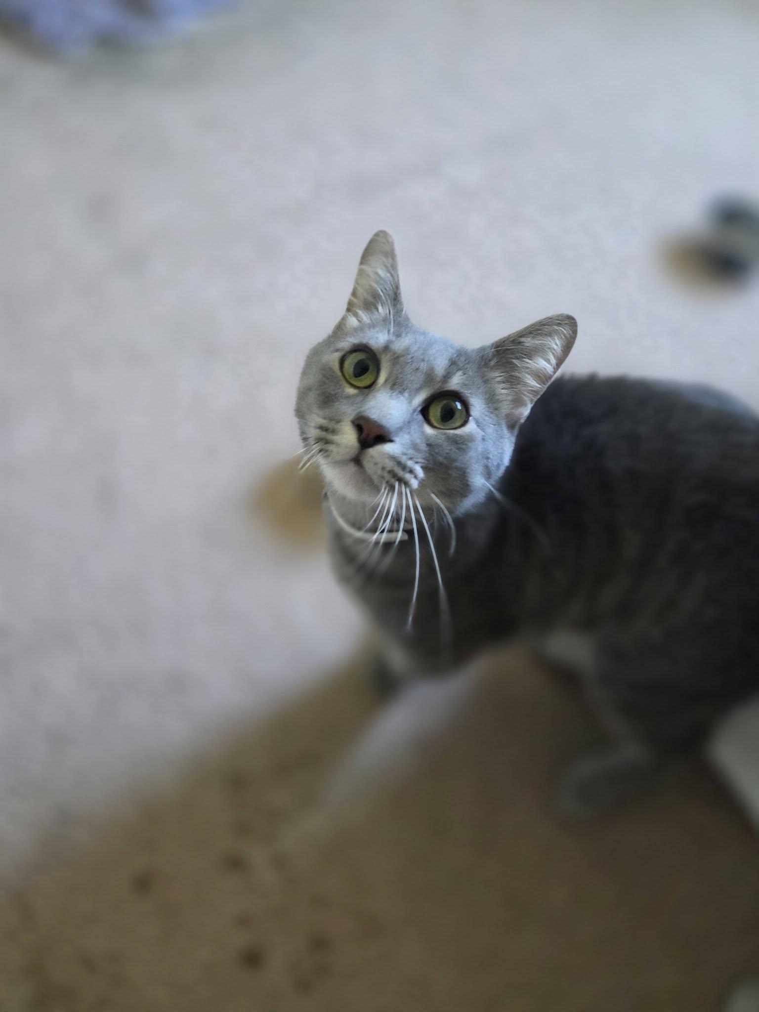 Eddy & Oliver-bonded pair, a ADOPTABLE Domestic Medium Hair in Rochester, NY image 4/5