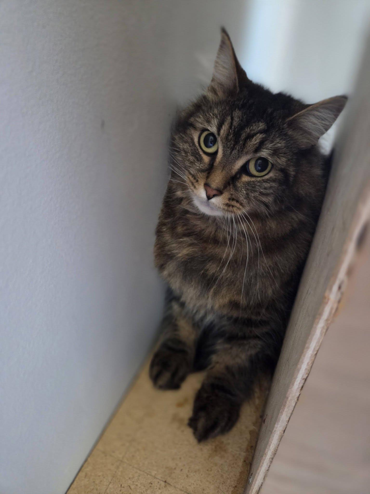 Eddy & Oliver-bonded pair, a ADOPTABLE Domestic Medium Hair in Rochester, NY image 3/5