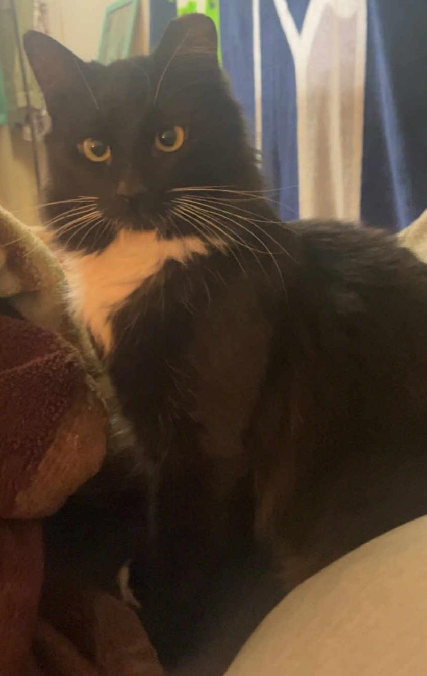 Enlarge Midnight (Courtesy Post), a ADOPTABLE Domestic Medium Hair in Yakima, WA image 1/2