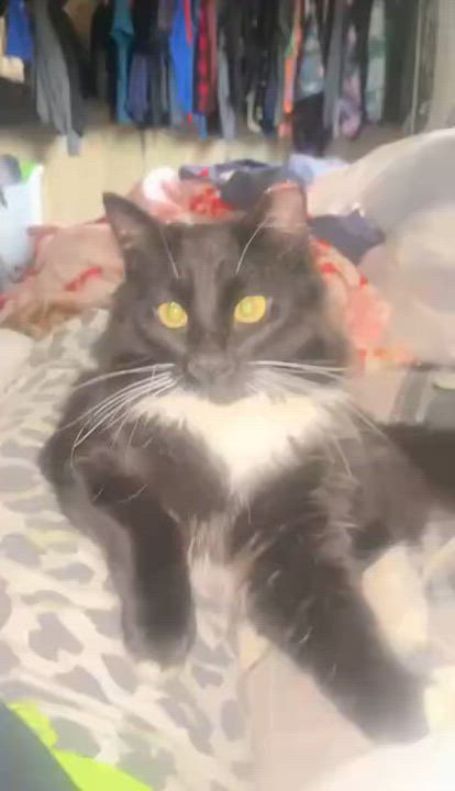Enlarge Midnight (Courtesy Post), a ADOPTABLE Domestic Medium Hair in Yakima, WA video 2/2