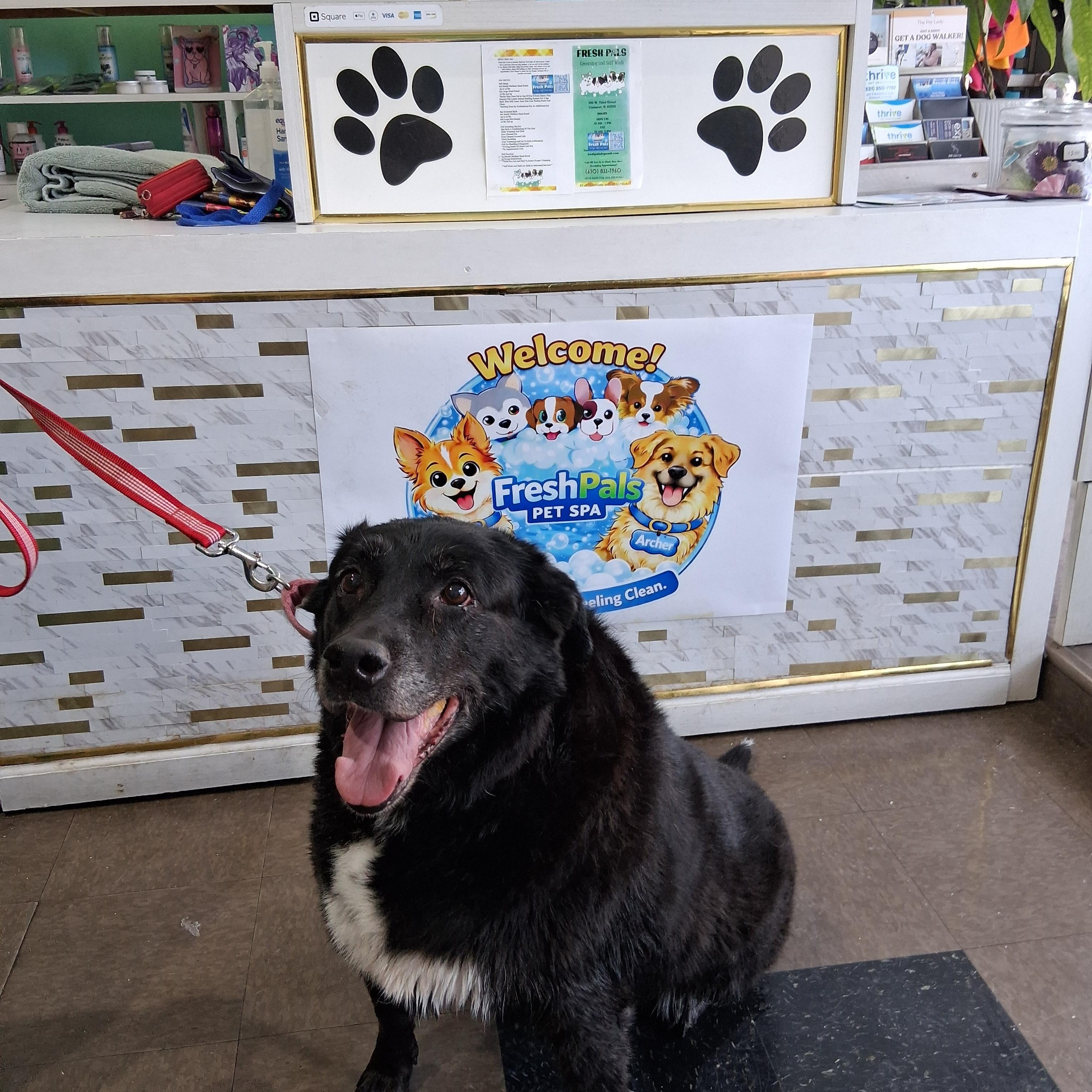 Enlarge Mimi, an adopted mixed breed in Elmhurst, IL image 2/5