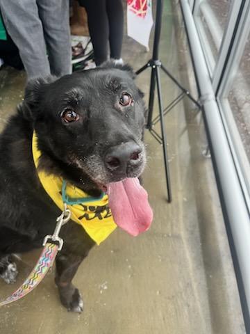 Enlarge Mimi, a Adoptable mixed breed in Elmhurst, IL image 6/6