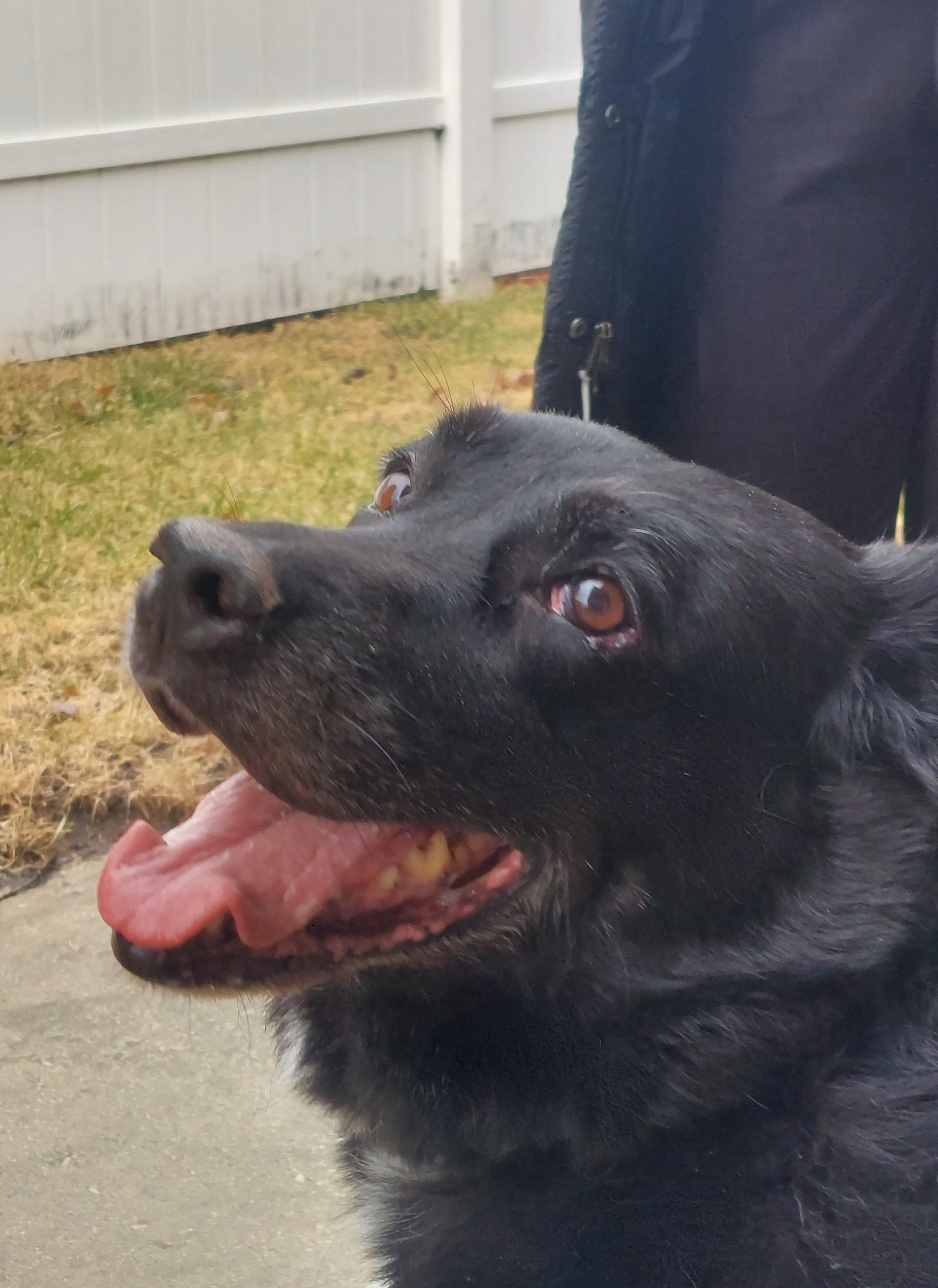 Enlarge Mimi, a Adoptable mixed breed in Elmhurst, IL image 2/6