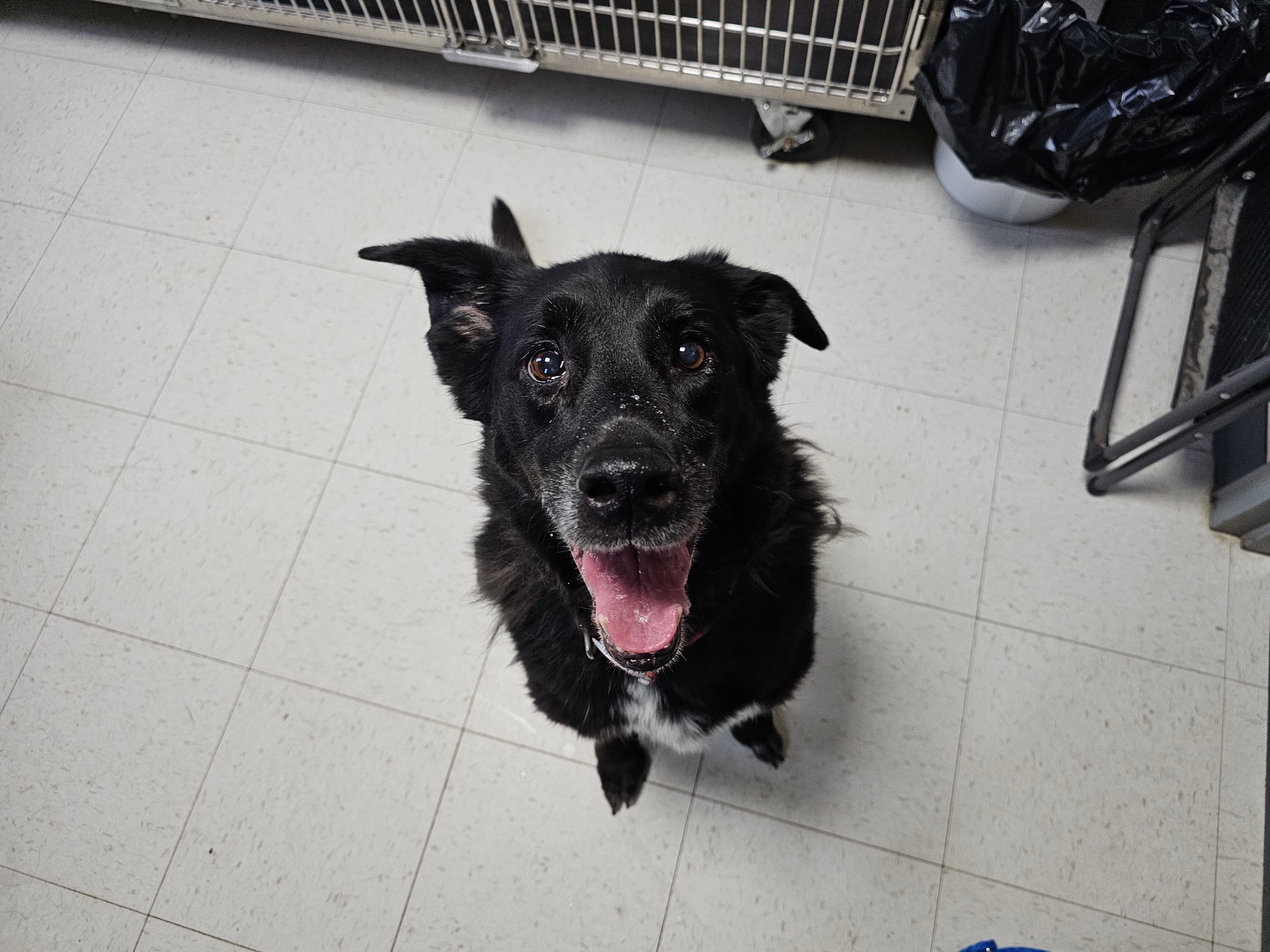 Enlarge Mimi, a Adoptable mixed breed in Elmhurst, IL image 3/6