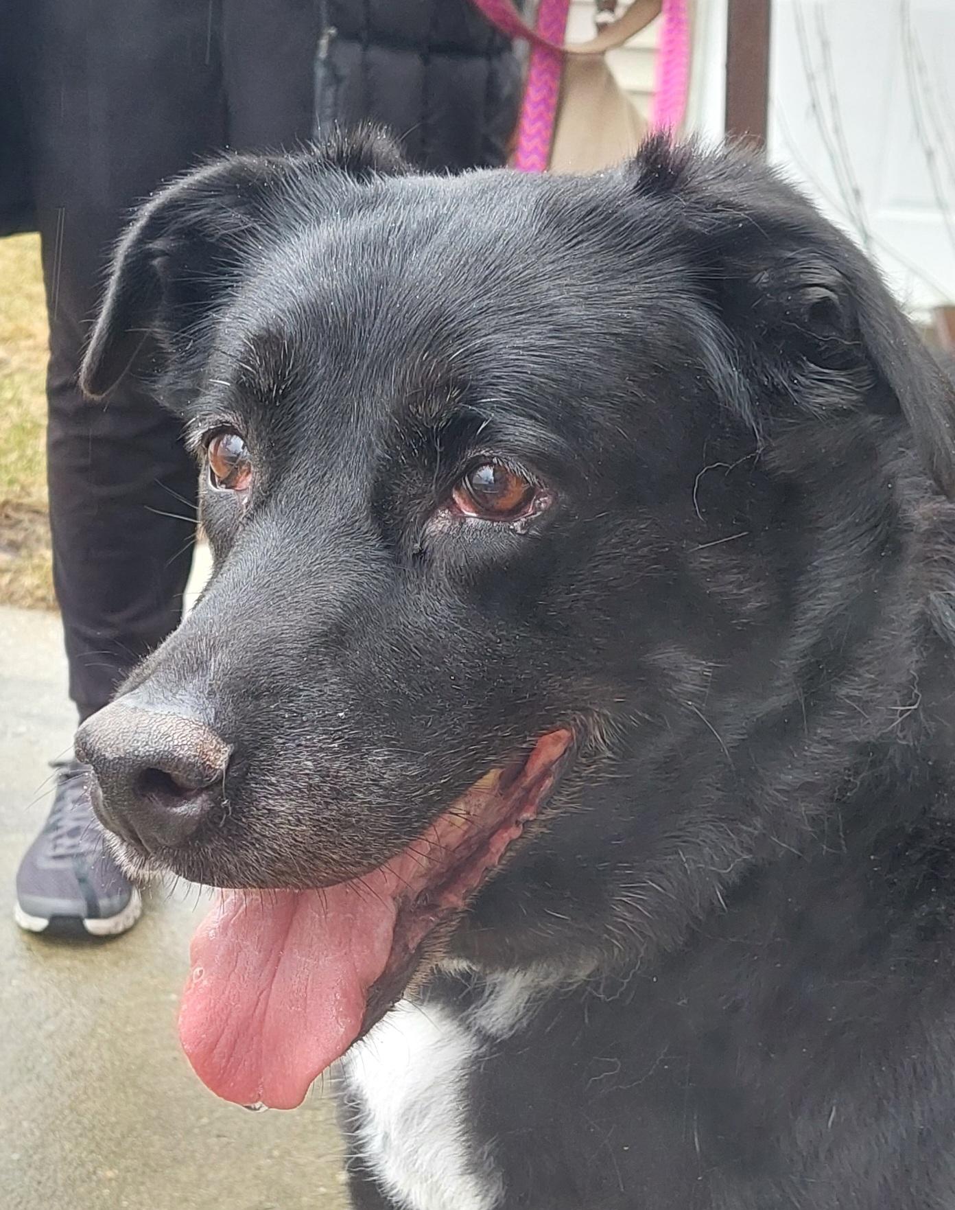 Enlarge Mimi, a Adoptable mixed breed in Elmhurst, IL image 4/6