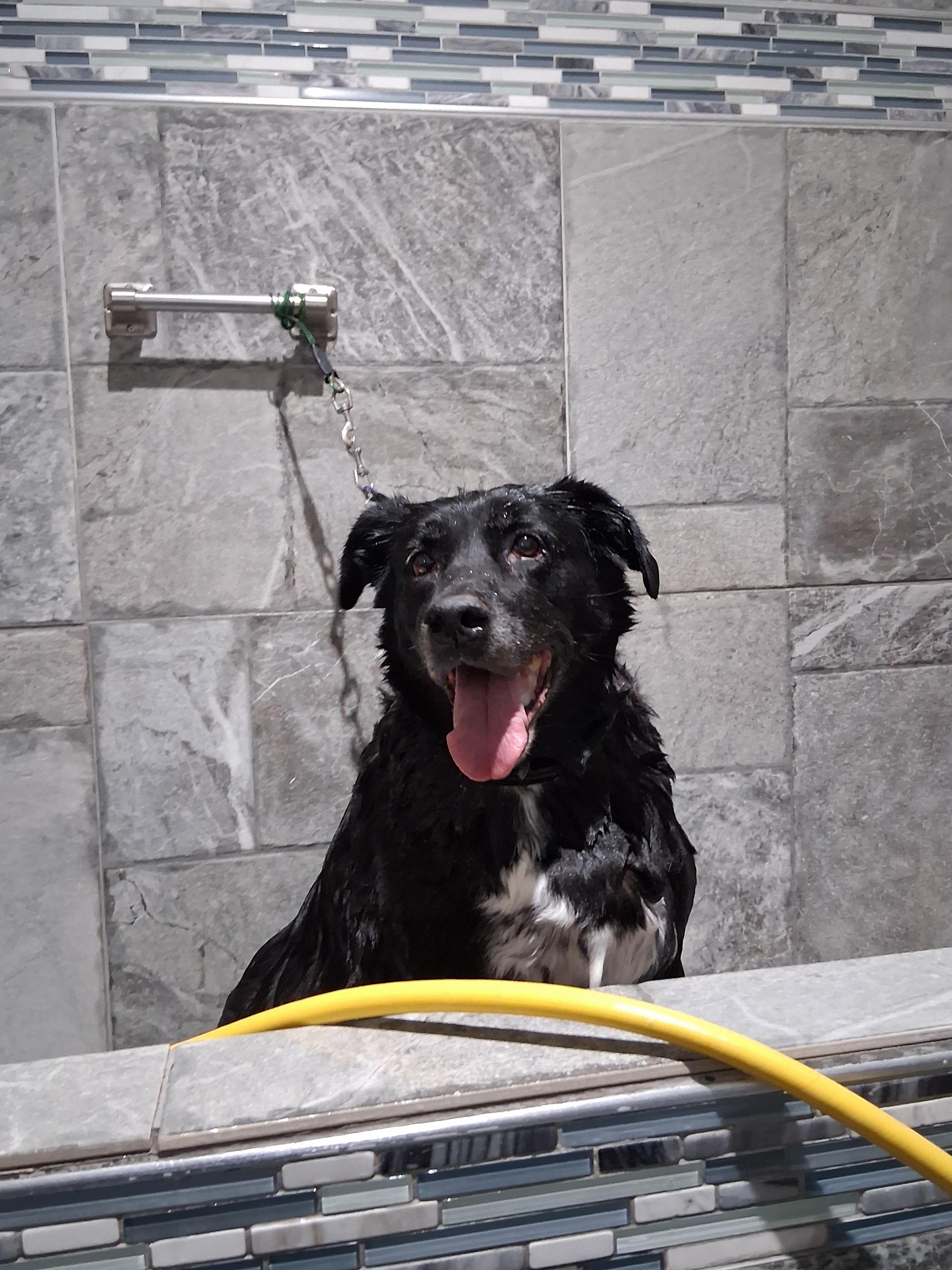 Enlarge Mimi, an adopted mixed breed in Elmhurst, IL image 1/5