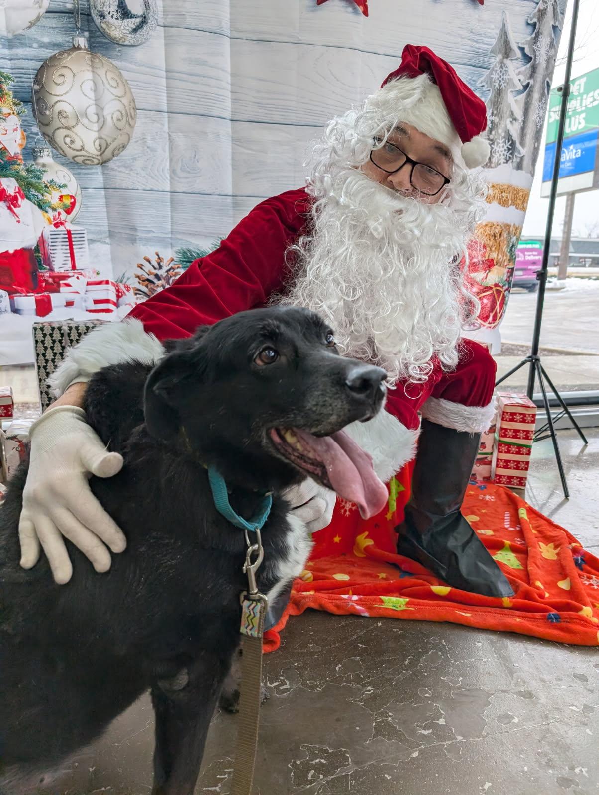 Mimi, Adoptable, Senior Female Black Labrador Retriever & German Shepherd Dog.