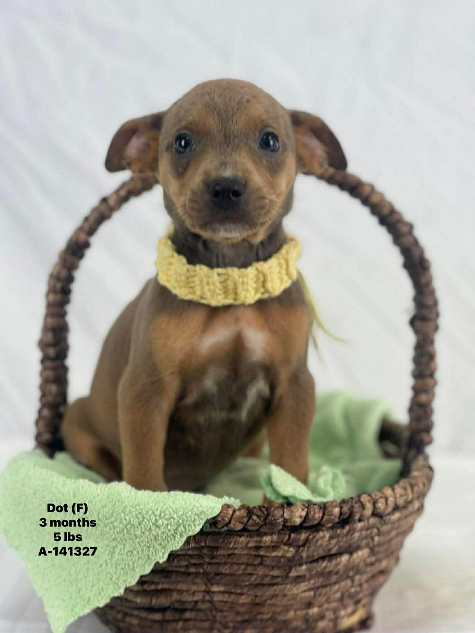 Enlarge Dot the mixed breed puppy, a Adoptable mixed breed in Muskego, WI image 1/1