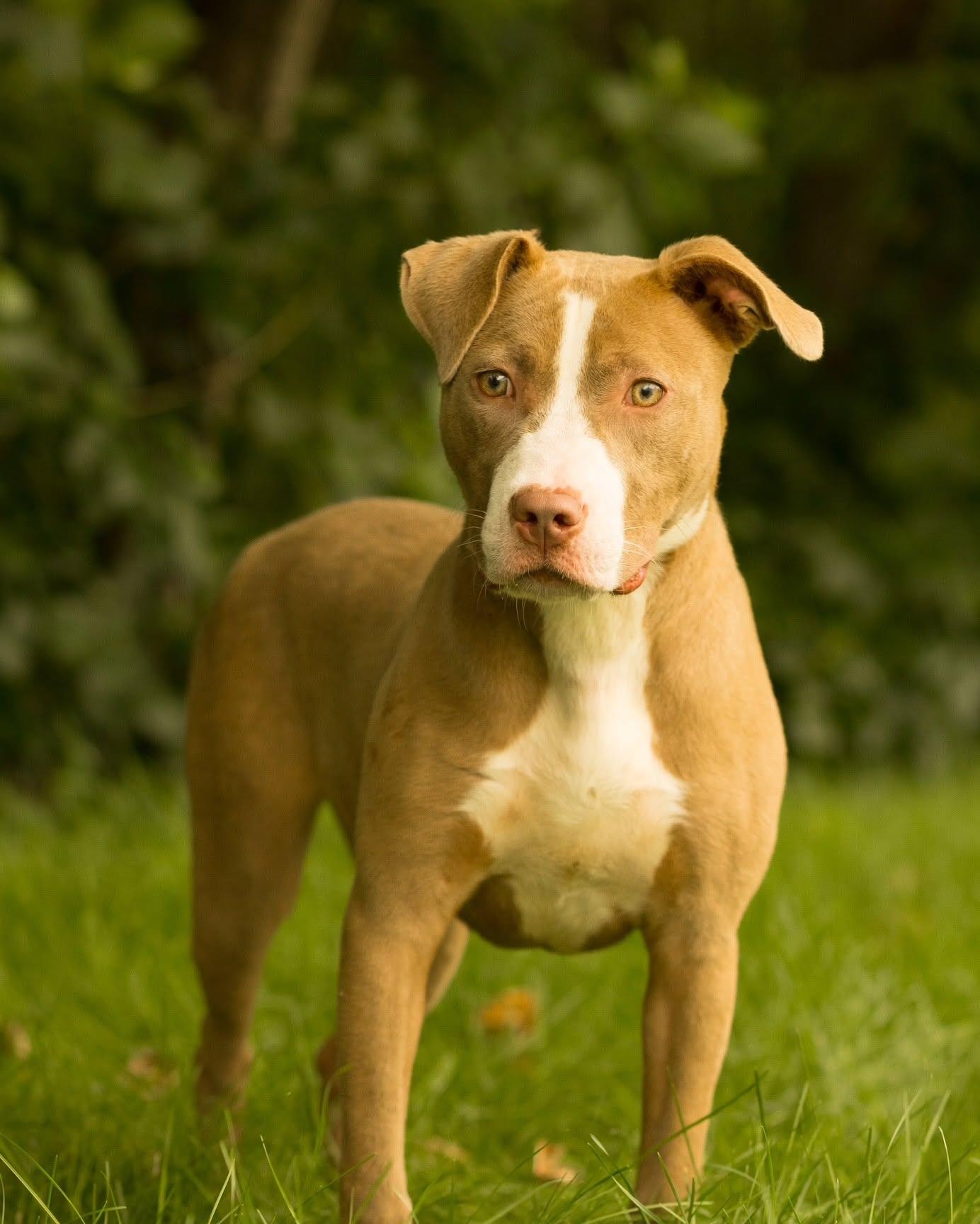 SUNCHIP (0737), ADOPTABLE, Young Female Pit Bull Terrier.