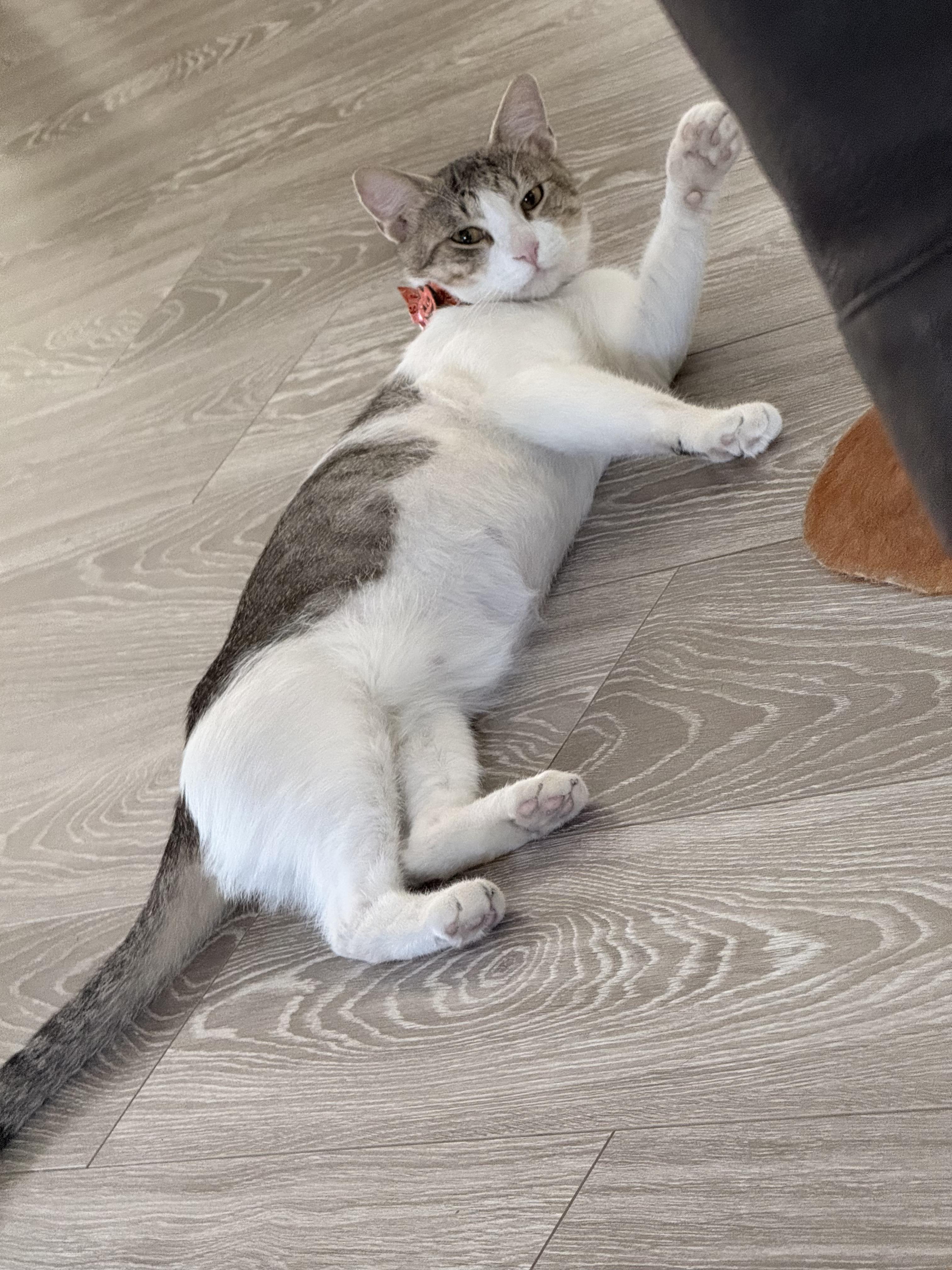 Twice, a ADOPTABLE Domestic Short Hair in Walnut, CA image 2/3