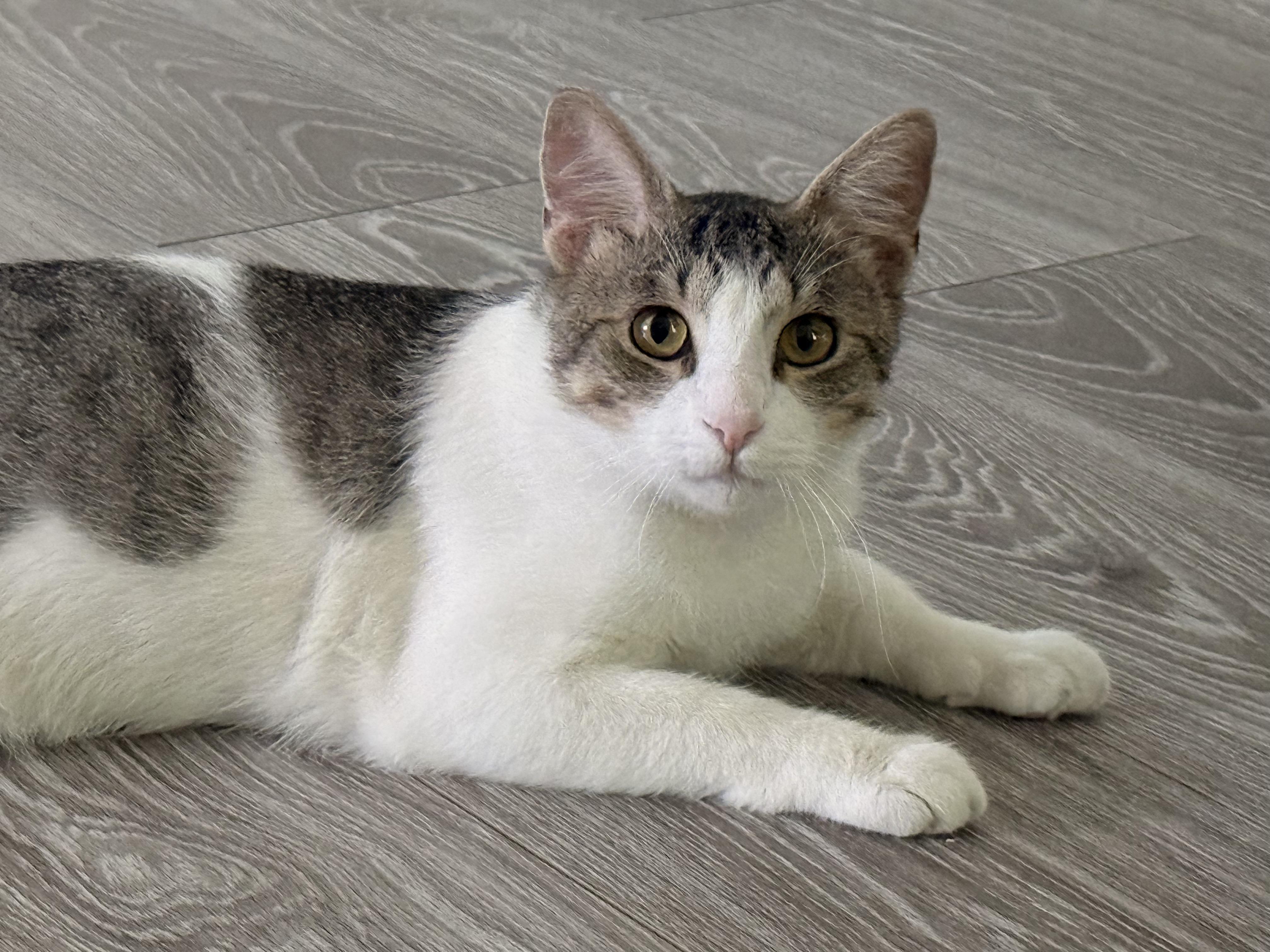 Twice, a ADOPTABLE Domestic Short Hair in Walnut, CA image 3/3