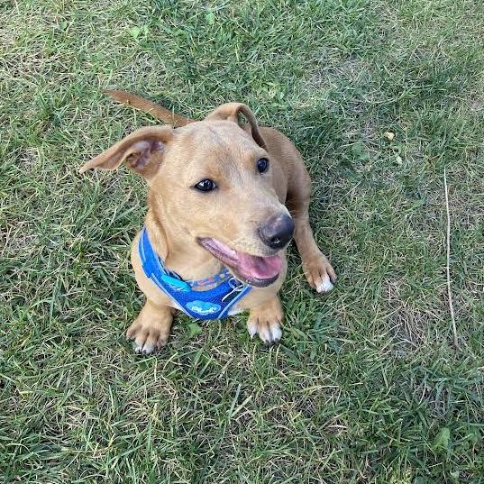 Enlarge Scrappy, a Adoptable Mixed Breed in Fletcher, NC image 1/5