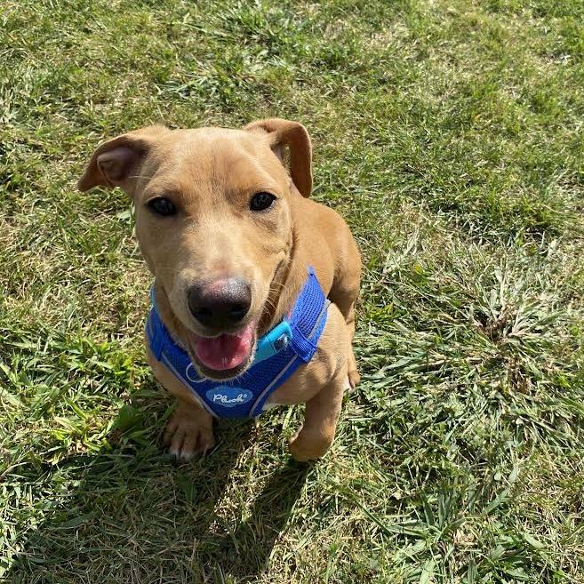 Enlarge Scrappy, a Adoptable Mixed Breed in Fletcher, NC image 3/5