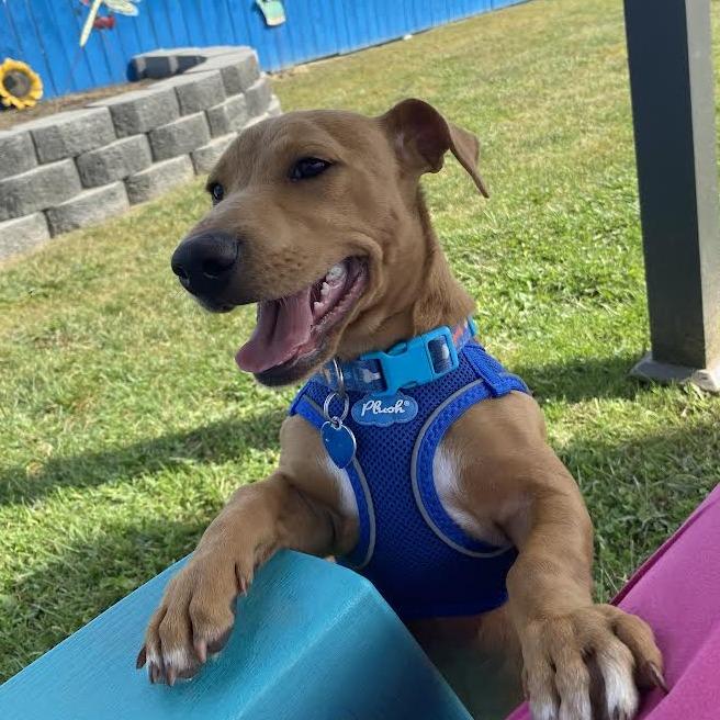 Enlarge Scrappy, a Adoptable Mixed Breed in Fletcher, NC image 5/5