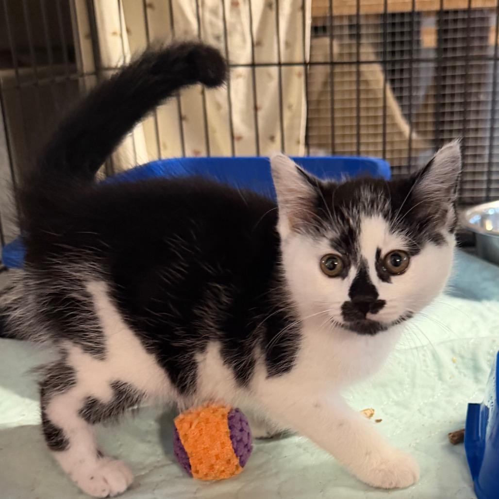 August, Adoptable, Kitten Female Domestic Medium Hair.